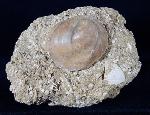 Velates perversus (GMELIN 1791) - Bild &copy; FossNet FossilienStore